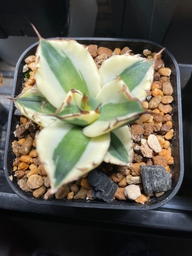 アガベ、チタノタ、スナグルトゥース