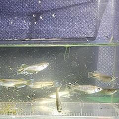 【決定】フロマージュメダカの画像