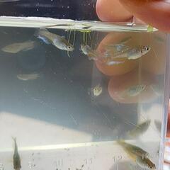 【決定】フロマージュメダカの画像