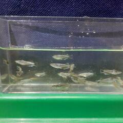 【決定】フロマージュメダカの画像