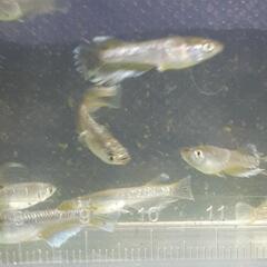 【決定】フロマージュメダカの画像