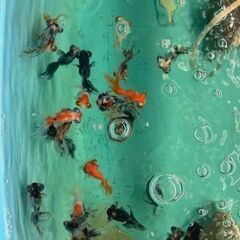 メダカ・金魚販売致します。の画像