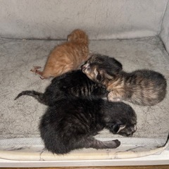 子猫4匹【一旦全頭決まりました】
