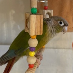 ウロコインコの女の子　シナモン