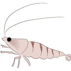 赤ちゃんエビさしあげます