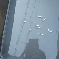 ❮お渡し者決定❯マリアージュキッシングワイドフィン  10匹