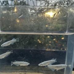 ❮お渡し者決定❯マリアージュキッシングワイドフィン  10匹の画像