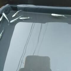 ❮お渡し者決定❯マリアージュキッシングワイドフィン  10匹の画像