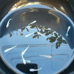 ❮お渡し者決定❯マリアージュキッシングワイドフィン  10匹の画像