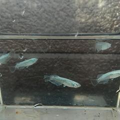 ❮お渡し者決定❯マリアージュキッシングワイドフィン  10匹の画像