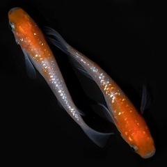 メダカ2匹　紅白ラメペア　数量限定の画像