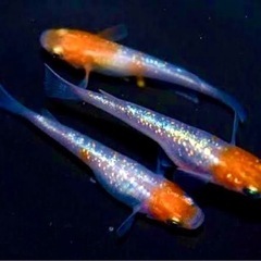メダカ2匹　紅白ラメペア　数量限定の画像