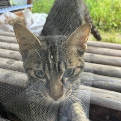 至急！雄猫（迷い猫です）