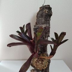 決まりました！！Neoregelia  Hybrid 　ネオレゲ...