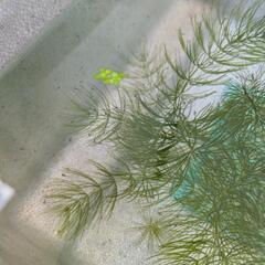 黒メダカ　稚魚10匹（水草、タニシもつけます）
