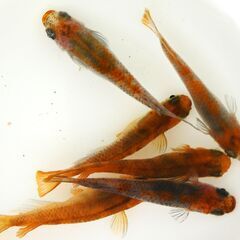 No.152【③三色錦メダカの幼魚 5匹 100円】
