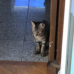 里親の募集のお願い