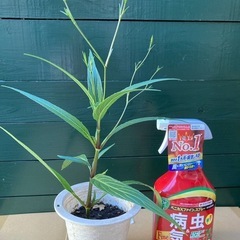 紫宝華の苗の画像