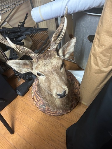 鹿の剥製