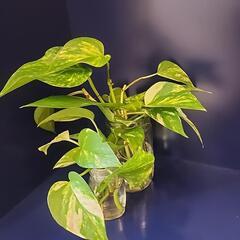 観葉植物  ポトスの画像