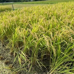 ※商談中※キヌヒカリ10キロ×3袋