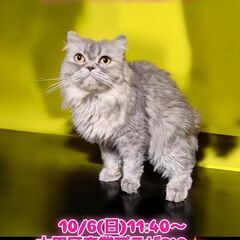 10/6(日)譲渡会。4歳スコテッシュストレート♀(⋈◍＞◡＜◍...