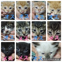 子猫　8月10日頃生まれ　11匹
