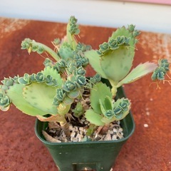 多肉植物　子宝ベンケイソウの画像