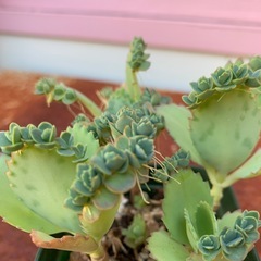 多肉植物　子宝ベンケイソウの画像