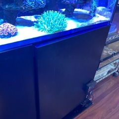 パラオクサビライシの画像
