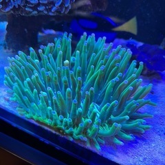 パラオクサビライシの画像