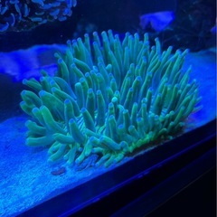 パラオクサビライシの画像