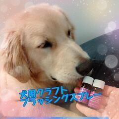 犬用アロマブラッシングスプレー💫愛犬に優しいブラッシングスプレー...