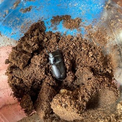 ムシモンオオクワガタ1ペア