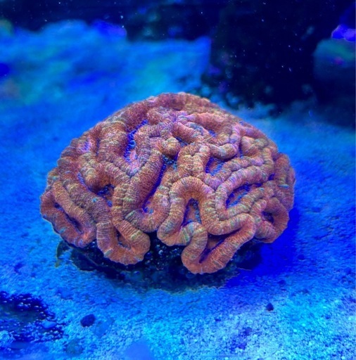ウィルソニー
