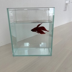 トラディショナルベタと水槽のセットあげます