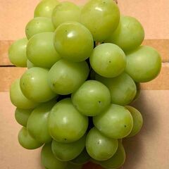 ぶどう シャインマスカット（449g）訳あり