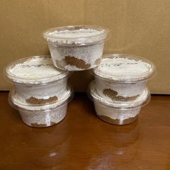 外国産オオクワガタ　 ブータンアンタエウス