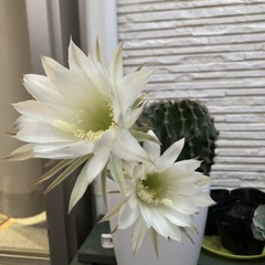 サボテン赤ちゃんの画像