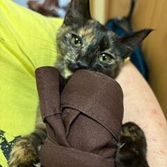 里親探してます − 秋田県