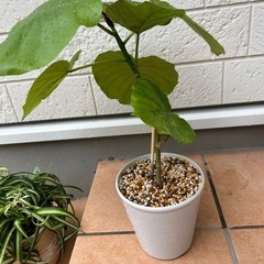 フィカス　ウンベラータ　観葉植物　インテリア　ゴムの木