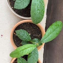 植物 枇杷の苗木の画像