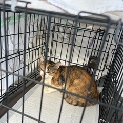 【たくさんのご協力ありがとうございました。一旦受付終了いたします...