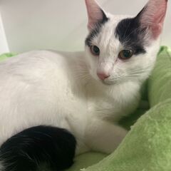 【札幌】ニャン友キャットラウンジ保護猫の譲渡会〈9/28～29〉 - 札幌市