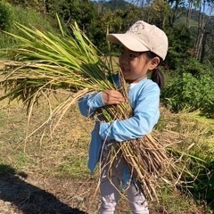 【10/6（日）開催】茨木で稲刈り体験 募集中！