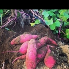 さつまいも　べにはるか　掘りたて　新芋