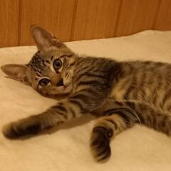 【一旦中止】たくさん構ってほしい生後2ヶ月キジトラ君里親募集