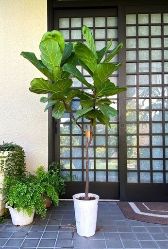 カシワバゴムの木 1.3M