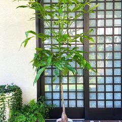 パキラ　観葉植物