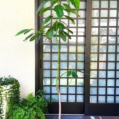 アボカド　観葉植物